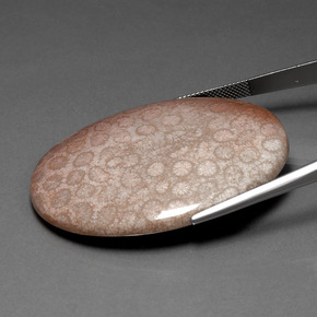 91.59克拉天然珊瑚化石，椭圆形切割，不透明
