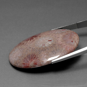 47.83克拉天然珊瑚化石，椭圆形切割，不透明