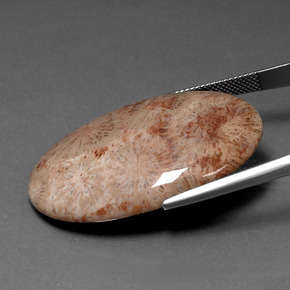 46.53克拉天然珊瑚化石，椭圆形切割，不透明