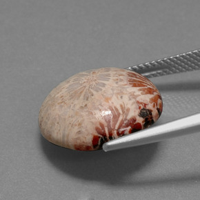 9.59克拉天然珊瑚化石，圆形切割，不透明