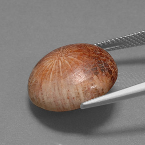 10.56克拉天然珊瑚化石，圆形切割，不透明