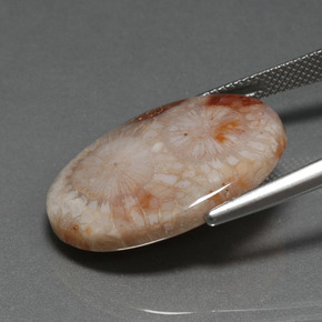 16.17克拉天然珊瑚化石，椭圆形切割，不透明