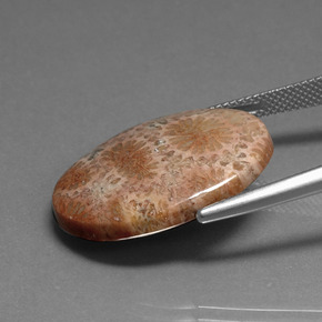 16.75克拉天然珊瑚化石，椭圆形切割，不透明