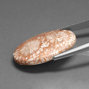 16.71克拉天然化石珊瑚，椭圆形切割，不透明