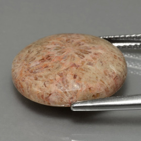 10.23克拉天然珊瑚化石，圆形切割，不透明