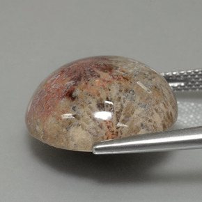 14.40克拉天然珊瑚化石，圆形切割，不透明