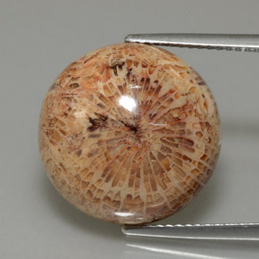 13.26克拉天然化石珊瑚，圆形切割，不透明