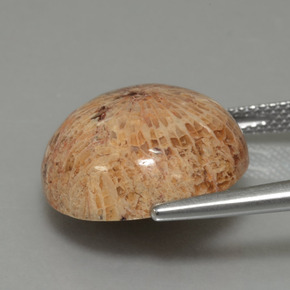 13.26克拉天然化石珊瑚，圆形切割，不透明