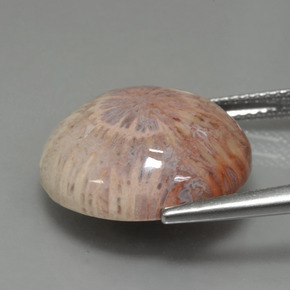 12.48克拉天然珊瑚化石，圆形切割，不透明