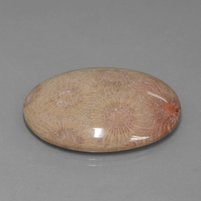 56.57克拉天然珊瑚化石，椭圆形切割，不透明