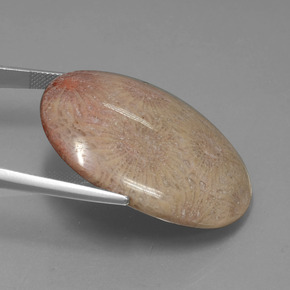 56.57克拉天然珊瑚化石，椭圆形切割，不透明