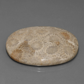 49.51克拉天然珊瑚化石，椭圆形切割，不透明