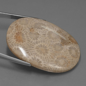 49.51克拉天然珊瑚化石，椭圆形切割，不透明