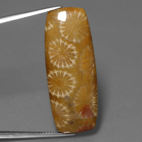 25.14克拉天然珊瑚化石，垫形剪裁，不透明