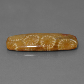 25.14克拉天然珊瑚化石，垫形剪裁，不透明