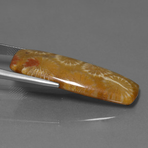 25.14克拉天然珊瑚化石，垫形剪裁，不透明