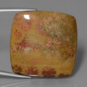 46.89克拉天然珊瑚化石，垫形剪裁，不透明