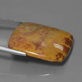 46.89克拉天然珊瑚化石，垫形剪裁，不透明