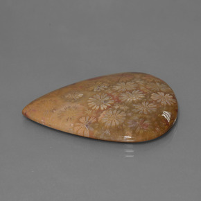 53.96克拉天然珊瑚化石，梨形，不透明