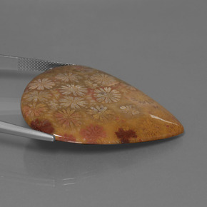 53.96克拉天然珊瑚化石，梨形，不透明