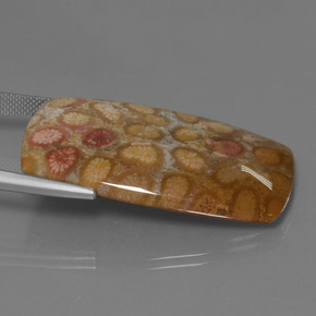 45.68克拉天然珊瑚化石，垫形剪裁，不透明