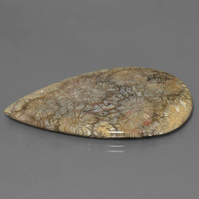 70.58克拉天然珊瑚化石，梨形，不透明