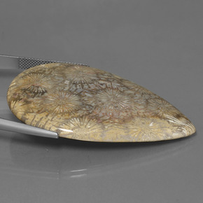 70.58克拉天然珊瑚化石，梨形，不透明