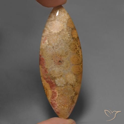 56.57ct 天然 彩色 珊瑚化石, 榄尖形, 不透明