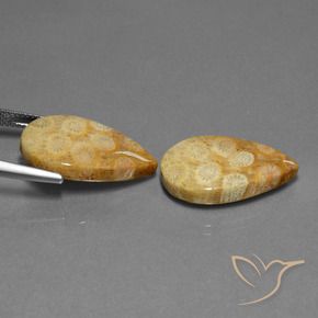 23.88克拉天然珊瑚化石，梨形，不透明