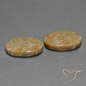 23.01克拉天然珊瑚化石，椭圆形，不透明