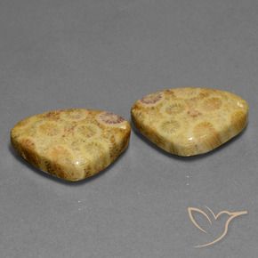 28.33克拉天然珊瑚化石，胖三角形，不透明