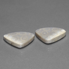21.39天然多色化石珊瑚，三角形，20.9×13.3毫米，不透明