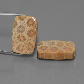 克拉天然珊瑚化石，垫形剪裁，不透明