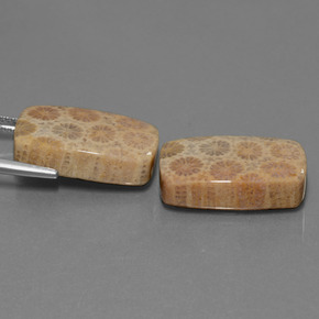 克拉天然珊瑚化石，垫形剪裁，不透明