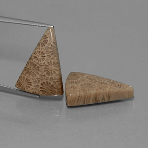 克拉天然珊瑚化石，胖三角形，不透明