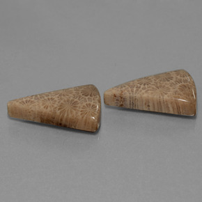 克拉天然珊瑚化石，胖三角形，不透明