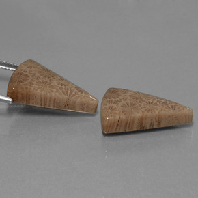 克拉天然珊瑚化石，胖三角形，不透明