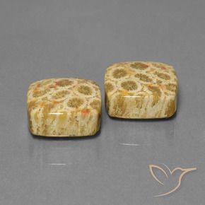 24.04克拉天然珊瑚化石，软垫，不透明