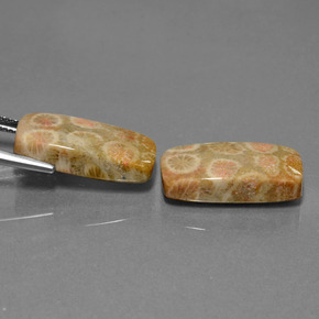 23.56克拉天然珊瑚化石，垫形剪裁，不透明