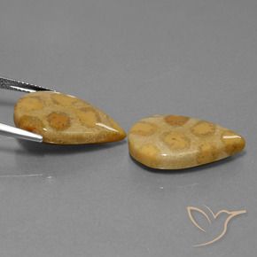 22.90克拉天然珊瑚化石，梨形，不透明