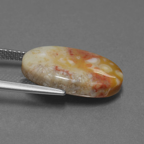 8.82克拉天然化石珊瑚，椭圆形切割，不透明