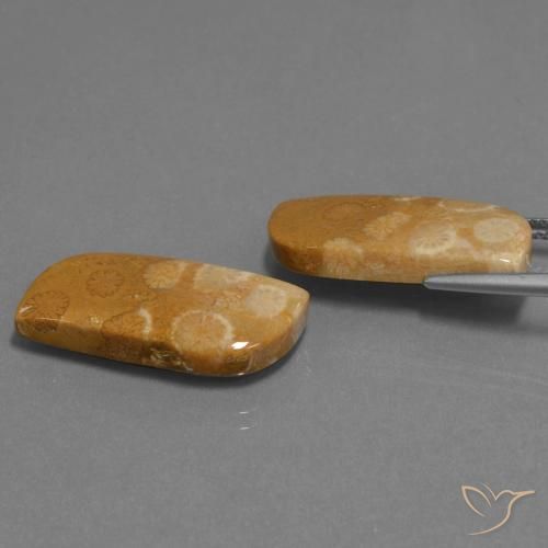 24.41克拉天然珊瑚化石，花式切割，不透明