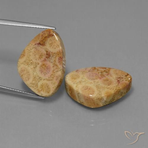 31.65ctw 天然 彩色 珊瑚化石, 胖三角形, 不透明