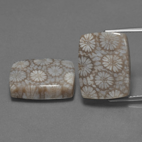 克拉天然珊瑚化石，垫形剪裁，不透明