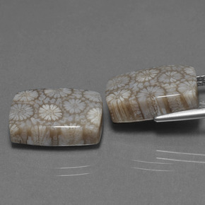 克拉天然珊瑚化石，垫形剪裁，不透明