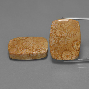 克拉天然珊瑚化石，垫形剪裁，不透明