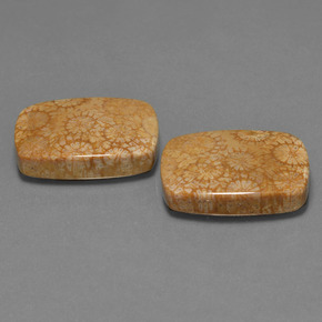 克拉天然珊瑚化石，垫形剪裁，不透明