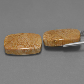 克拉天然珊瑚化石，垫形剪裁，不透明