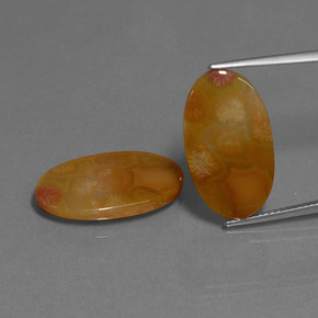 克拉天然珊瑚化石，椭圆形切割，半透明