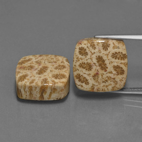 克拉天然珊瑚化石，垫形剪裁，不透明